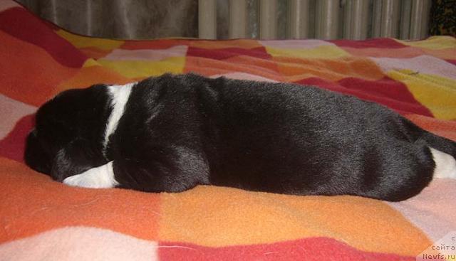 Фото: ньюфаундленд Super Bizon Gudvin (Супер Бизон Гудвин)