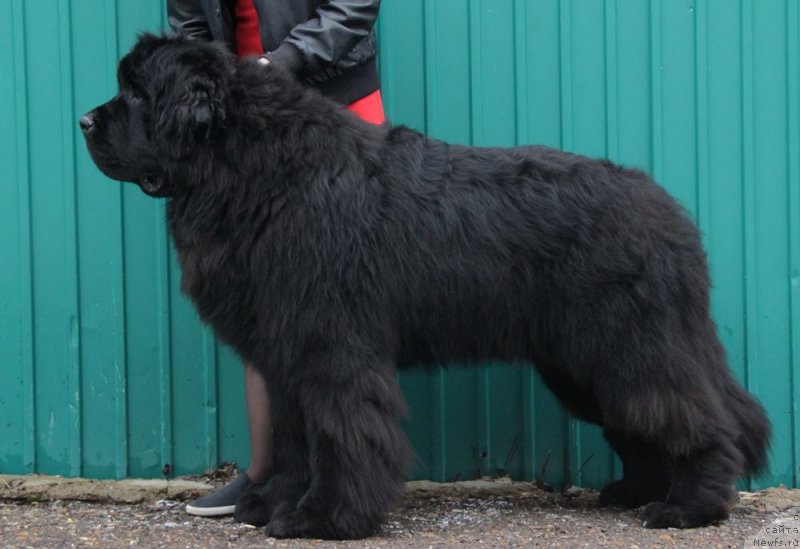 Фото: ньюфаундленд Super Premium Zurich for Keeper Soul (Супер Премиум Цюрих для Кипер Соул)