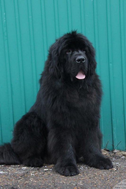 Фото: ньюфаундленд Super Premium Zurich for Keeper Soul (Супер Премиум Цюрих для Кипер Соул)