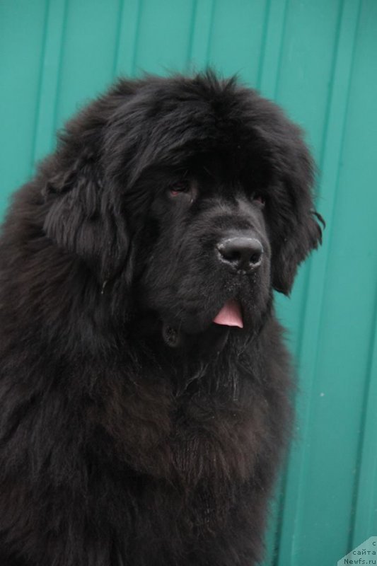 Фото: ньюфаундленд Super Premium Zurich for Keeper Soul (Супер Премиум Цюрих для Кипер Соул)