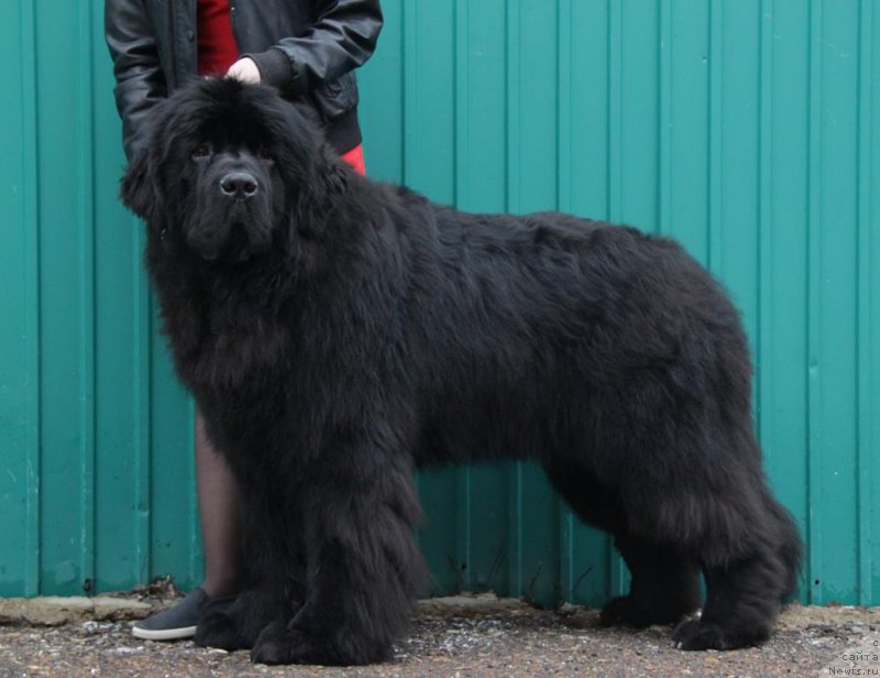 Фото: ньюфаундленд Super Premium Zurich for Keeper Soul (Супер Премиум Цюрих для Кипер Соул)