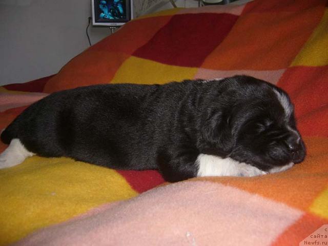 Фото: ньюфаундленд Super Bizon Gudvin (Супер Бизон Гудвин)