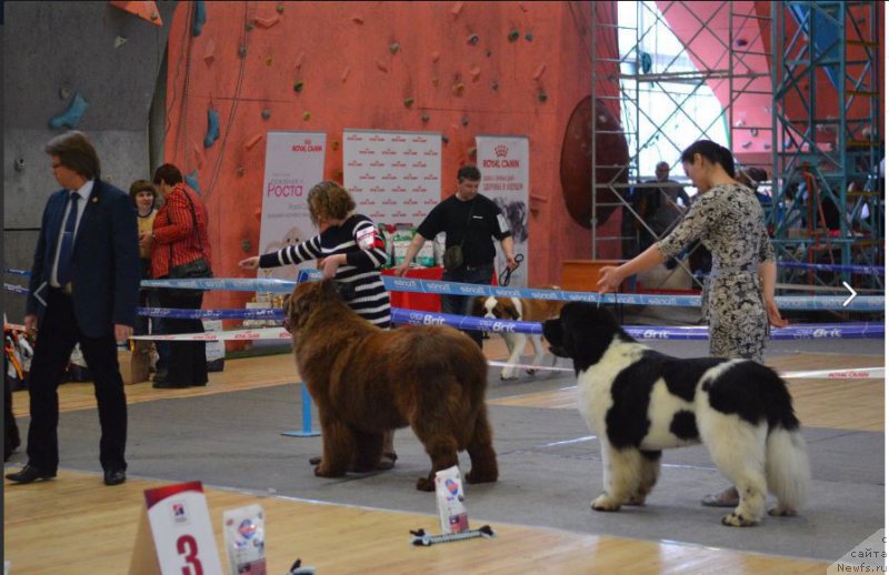 Фото: ньюфаундленд Brownblood MSK Veles Alister (Браунблад МСК Велес Алистер), ньюфаундленд Oukaya Forever Le Grand Ami for-Akvian Song