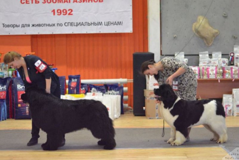 Фото: ньюфаундленд Raymond Best in Show, ньюфаундленд Akvian Song Rosemary (Аквиан Сонг Розмари)
