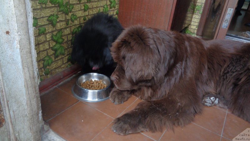 Фото: ньюфаундленд Hohotushka s Berega Dona (Хохотушка с Берега Дона), ньюфаундленд Anariyel' Luchik Udachi (Анариэль Лучик Удачи)