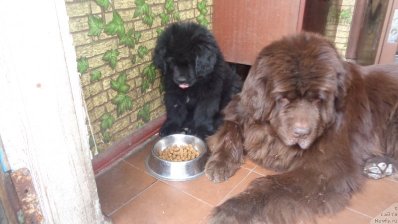 Фото: ньюфаундленд Hohotushka s Berega Dona (Хохотушка с Берега Дона), ньюфаундленд Anariyel' Luchik Udachi (Анариэль Лучик Удачи)