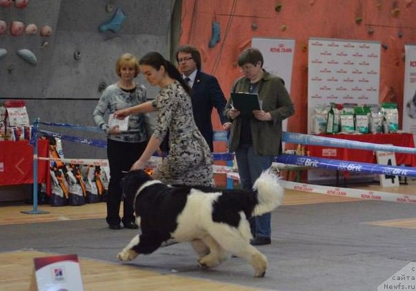 Фото: ньюфаундленд Akvian Song Rosemary (Аквиан Сонг Розмари)