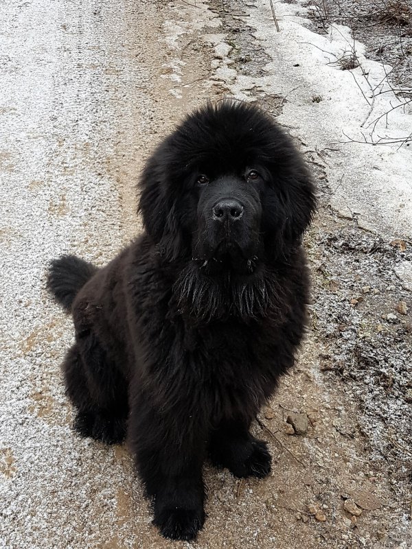 Фото: ньюфаундленд Brownblood MSK Amadey-Defender (Браунблад МСК Амадей-Дефендер)