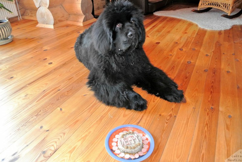 Фото: ньюфаундленд Brownblood MSK Amadey-Defender (Браунблад МСК Амадей-Дефендер)