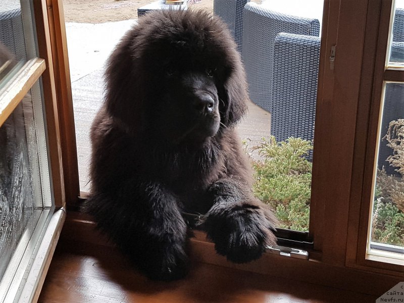 Фото: ньюфаундленд Brownblood MSK Amadey-Defender (Браунблад МСК Амадей-Дефендер)