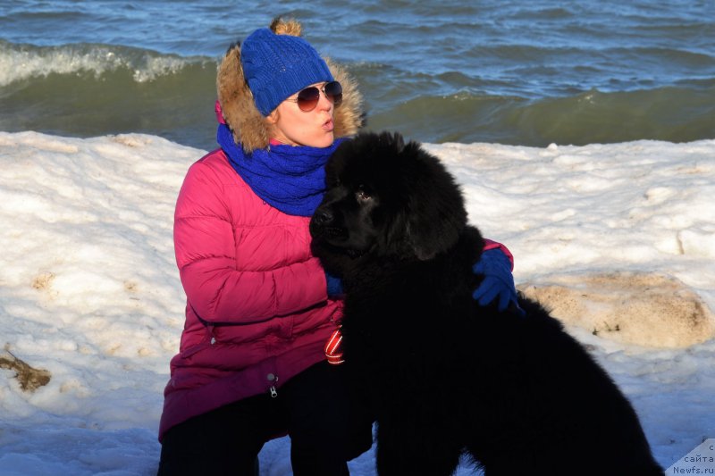 Фото: ньюфаундленд Brownblood MSK Amadey-Defender (Браунблад МСК Амадей-Дефендер)