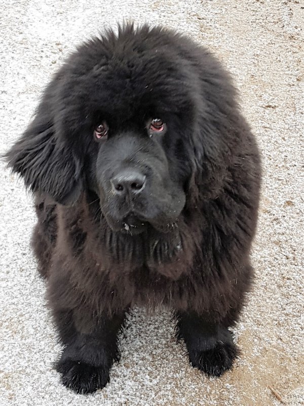 Фото: ньюфаундленд Brownblood MSK Amadey-Defender (Браунблад МСК Амадей-Дефендер)