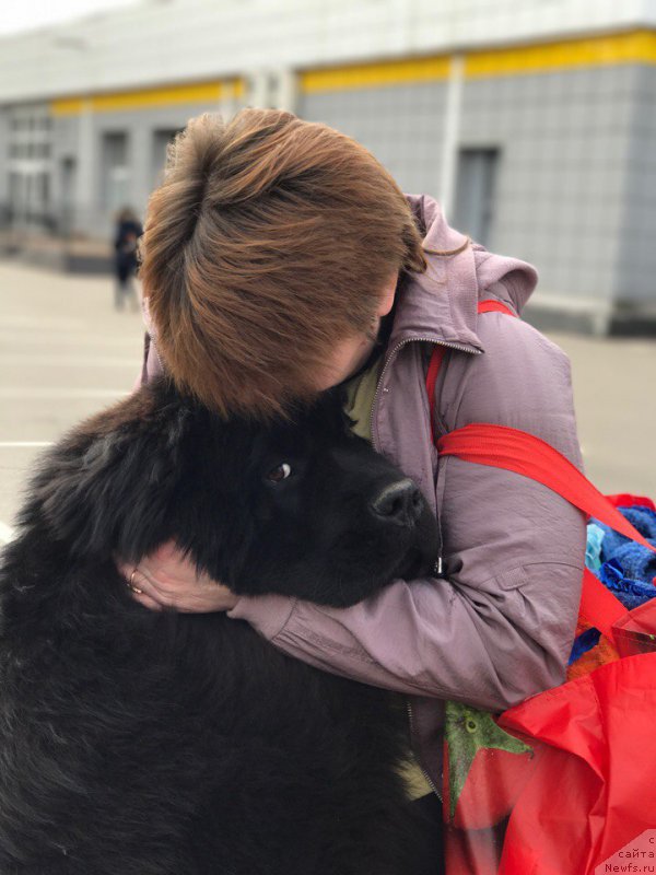Фото: ньюфаундленд Terra Viktoriya Bogemnaya L'vica (Терра Виктория Богемная Львица)