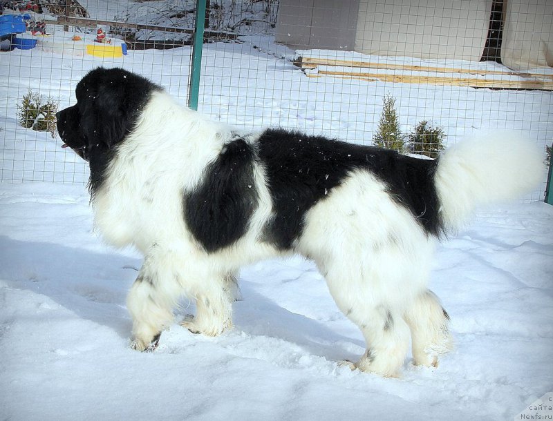 Фото: ньюфаундленд Mag Ispolin Morskaya Jemchujina (Маг Исполин Морская Жемчужина)