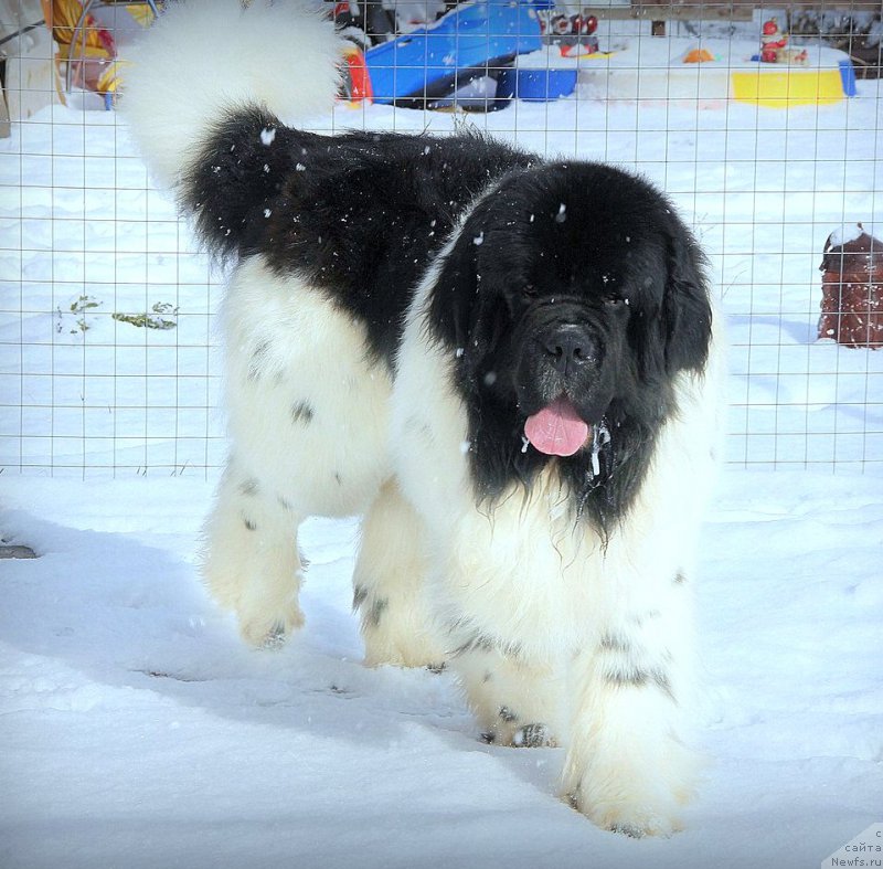 Фотография № 223640