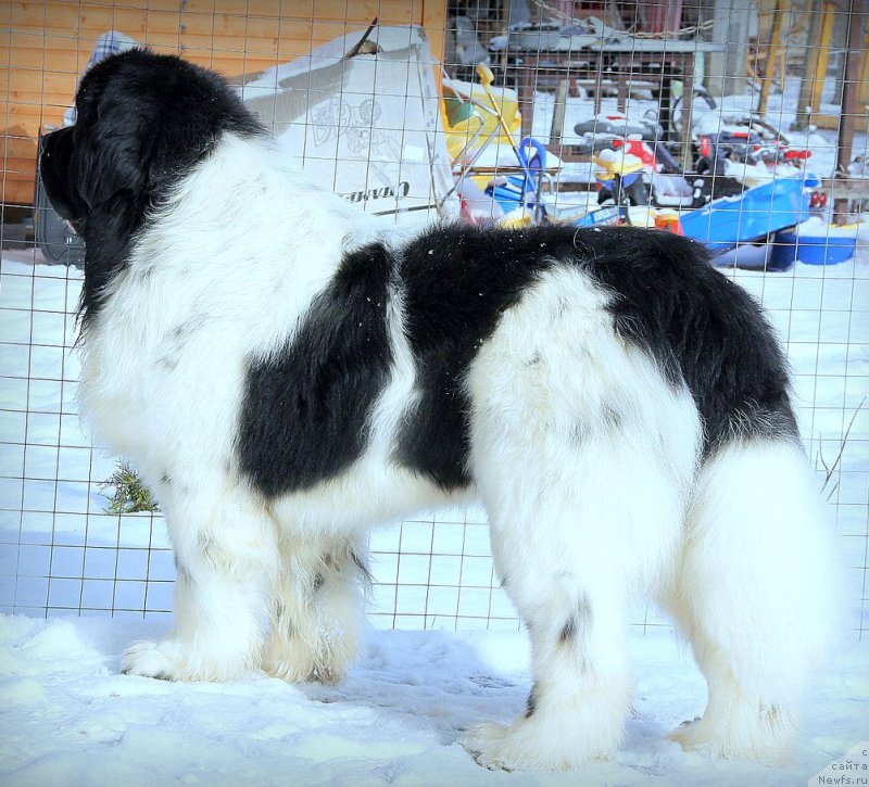 Фотография № 223646