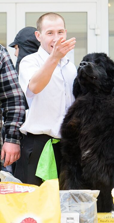 Фото: ньюфаундленд Dancing Butterfly iz Arkaima (Дэнсинг Баттерфлай из Аркаима)