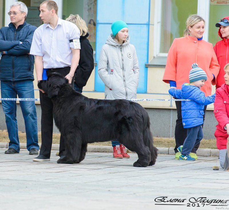 Фото: ньюфаундленд Dancing Butterfly iz Arkaima (Дэнсинг Баттерфлай из Аркаима)