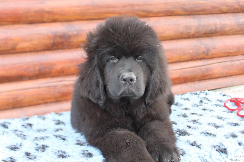 Фотография № 223667