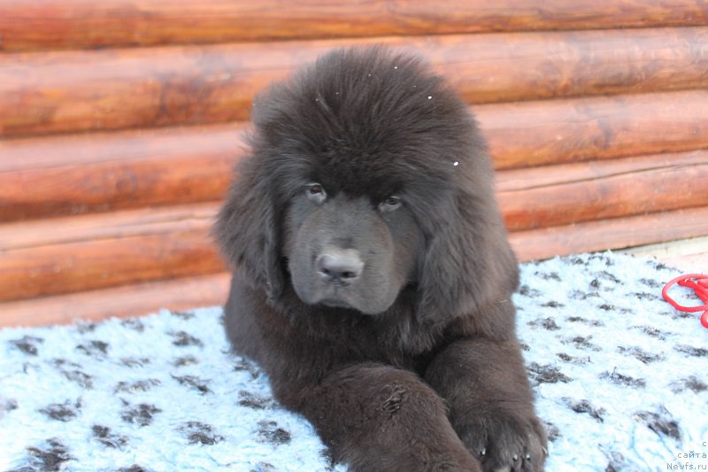 Фото: ньюфаундленд Terra Viktoriya Jador Dior (Терра Виктория Жадор Диор)