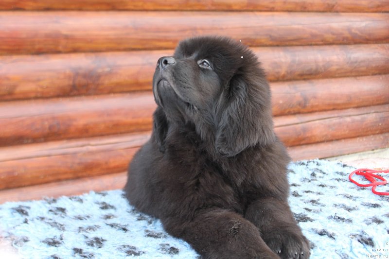 Фотография № 223670