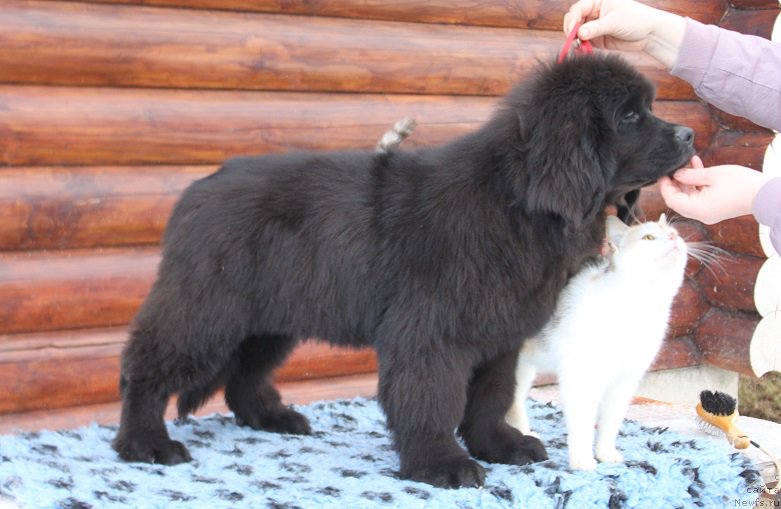 Фотография № 223673