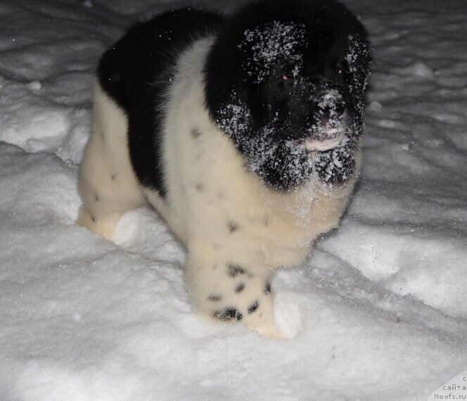 Фотография № 223681