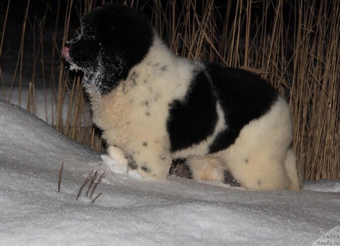 Фотография № 223683