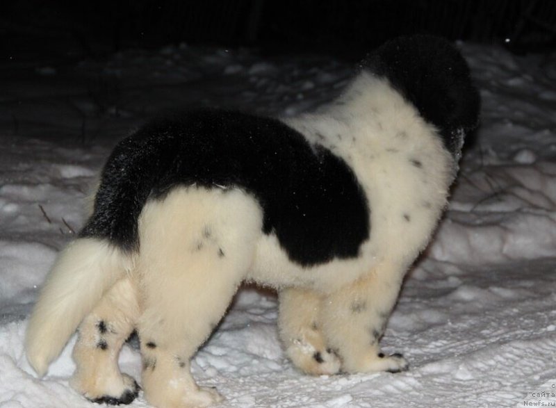 Фотография № 223685