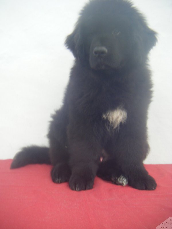 Фото: ньюфаундленд Key to my Heart Super Mishka