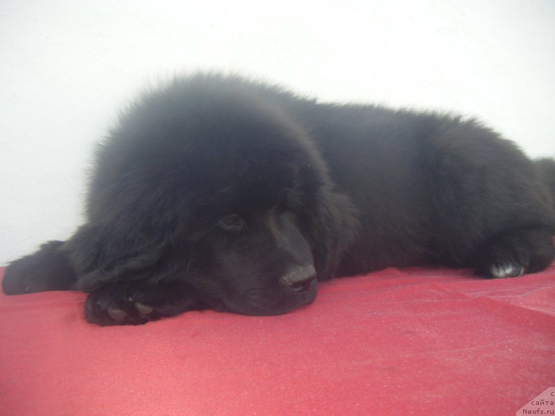 Фото: ньюфаундленд Kiara Es El Amor Super Mishka