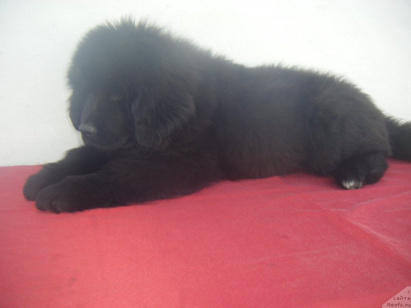 Фото: ньюфаундленд Kiara Es El Amor Super Mishka