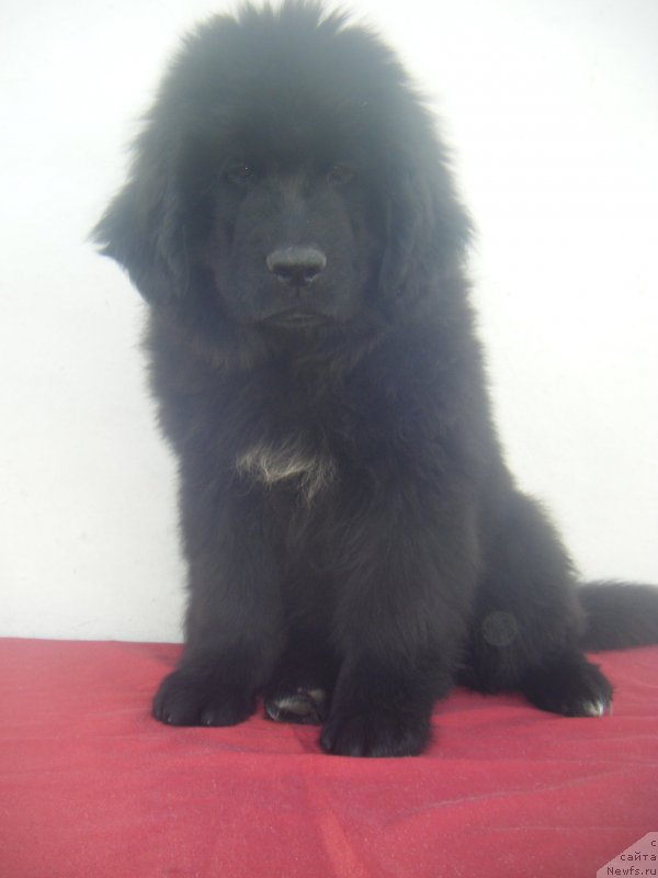 Фото: ньюфаундленд Kiara Es El Amor Super Mishka