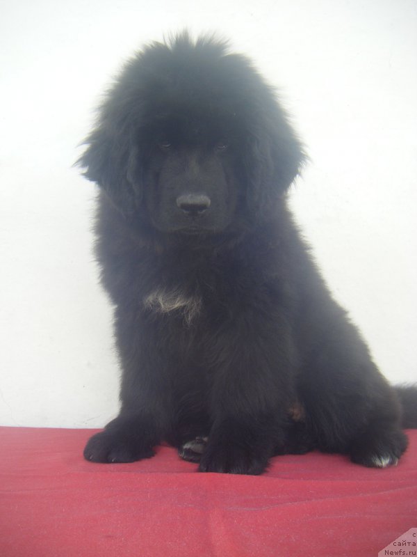 Фото: ньюфаундленд Kiara Es El Amor Super Mishka