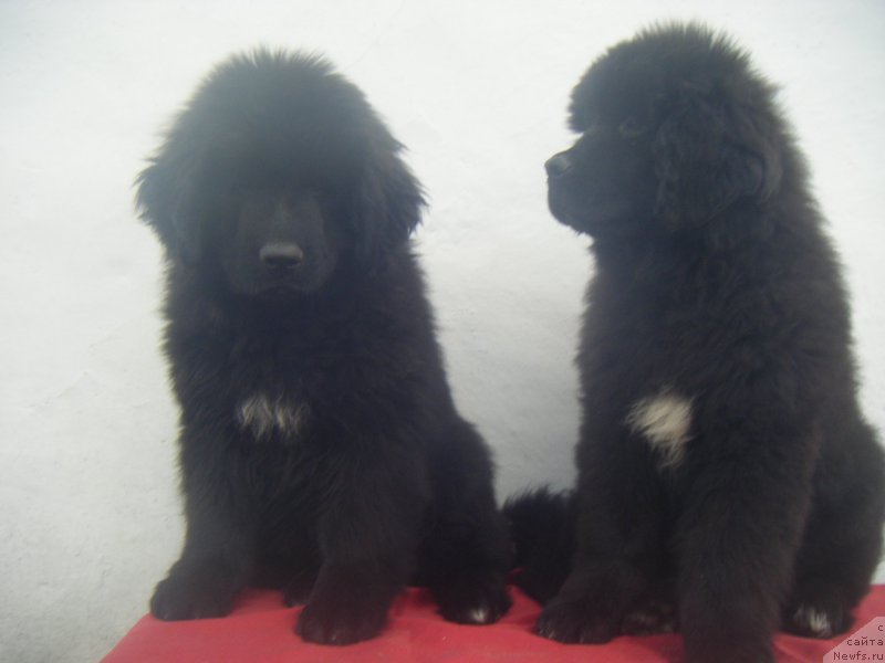 Фото: ньюфаундленд Kiara Es El Amor Super Mishka, ньюфаундленд Key to my Heart Super Mishka