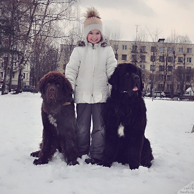 Фото: ньюфаундленд Brownblood MSK Abrams-Strong (Браунблад МСК Абрамс-Стронг), ньюфаундленд Chernaya Mafia Big Bang Theory (Черная Мафия Биг Банг Тхеору)