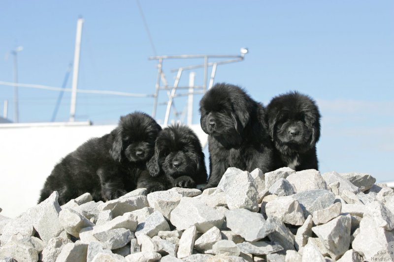 Фотография № 223715