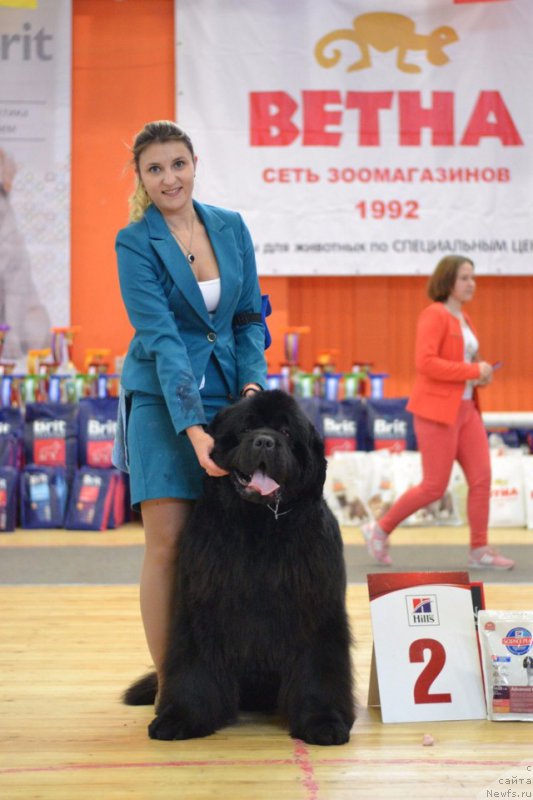 Фото: ньюфаундленд Yupiter Tsar Bogov ot Sibirskogo Medvedja (Юпитер Царь Богов от Сибирского Медведя)