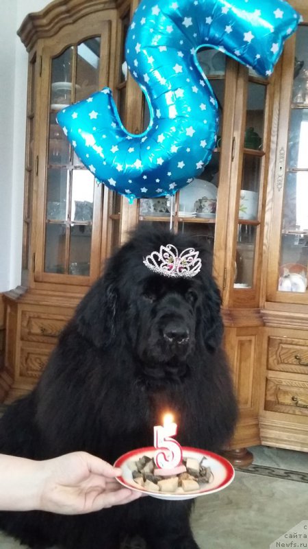 Фото: ньюфаундленд Aquatoriya Kelvin Fiona (Акватория Келвин Фиона)