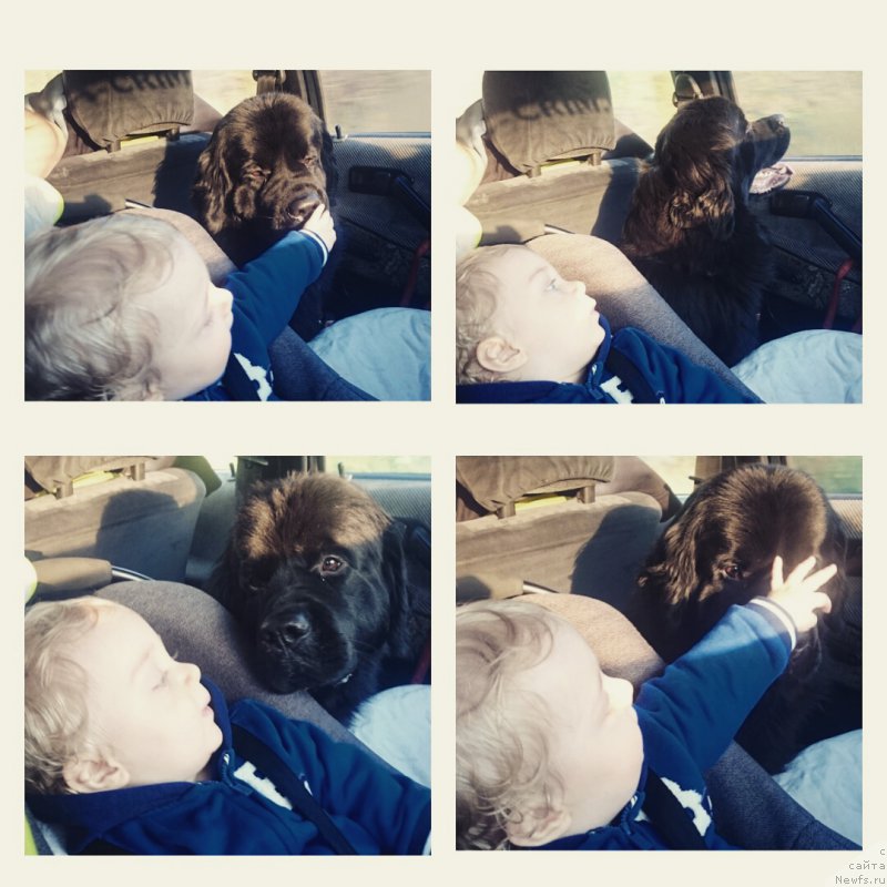 Фото: ньюфаундленд Belkonder-Club Bianca Marussia (Белкондер-Клаб Бьянка Маруша)