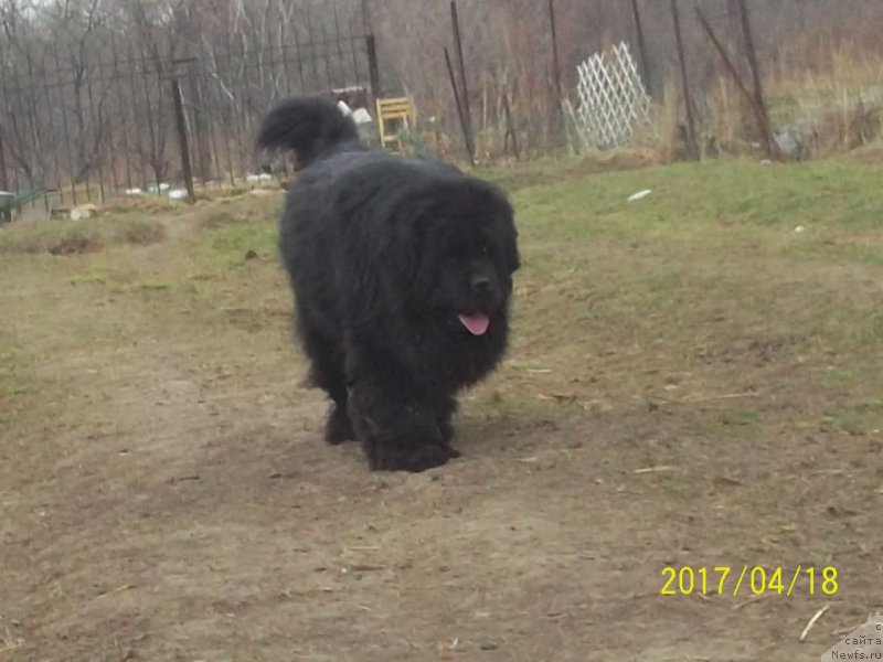 Фото: ньюфаундленд Super Premium Mikado (Супер Премиум Микадо)