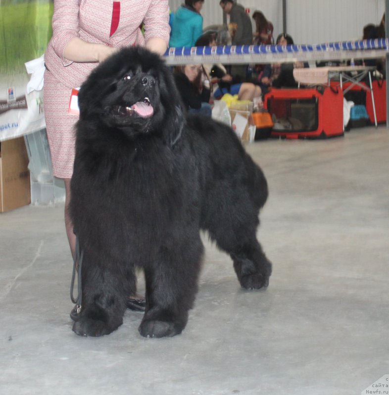 Фото: ньюфаундленд Fiamettahauz Fakt Favorit (Фиаметтахауз Факт Фаворит)