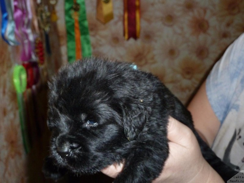 Фото: ньюфаундленд Ideal Taste of Victory (Идеал Тейст оф Виктори)