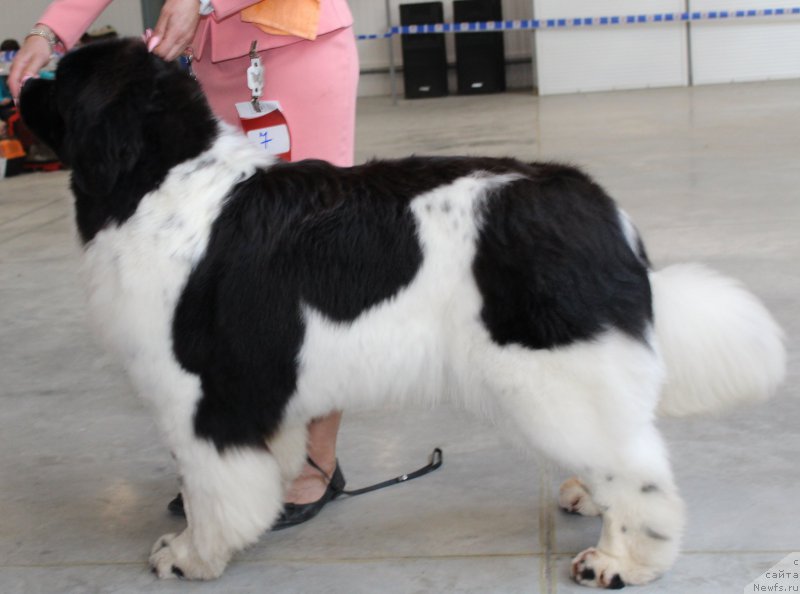 Фото: ньюфаундленд Special Girl (Специал Герл)