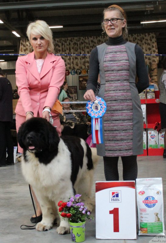 Фото: ньюфаундленд Special Girl (Специал Герл)