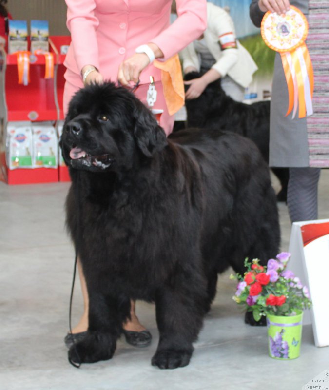 Фотография № 223778