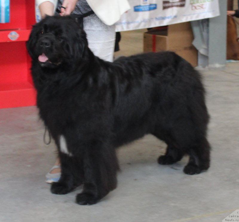 Фото: ньюфаундленд Yutlandia ot Sibirskogo Medvedja (Ютландия от Сибирского Медведя)