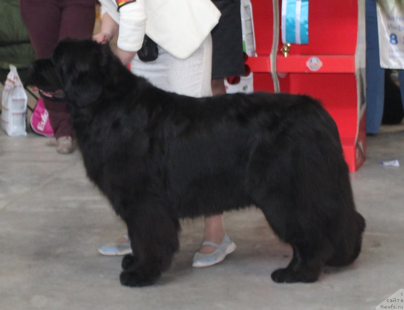 Фото: ньюфаундленд Yutlandia ot Sibirskogo Medvedja (Ютландия от Сибирского Медведя)