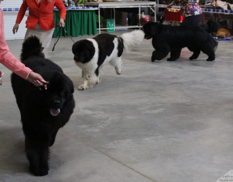 Фотография № 223787