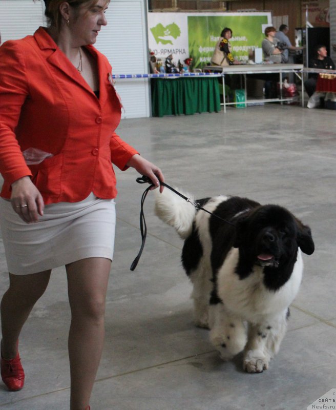 Фото: ньюфаундленд Special Girl (Специал Герл)